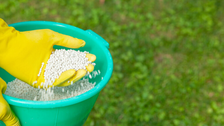 Person in yellow gloves dispensing white granular fertilizer from a blue container onto a lush green lawn, demonstrating proper fall lawn care in Collegeville, PA