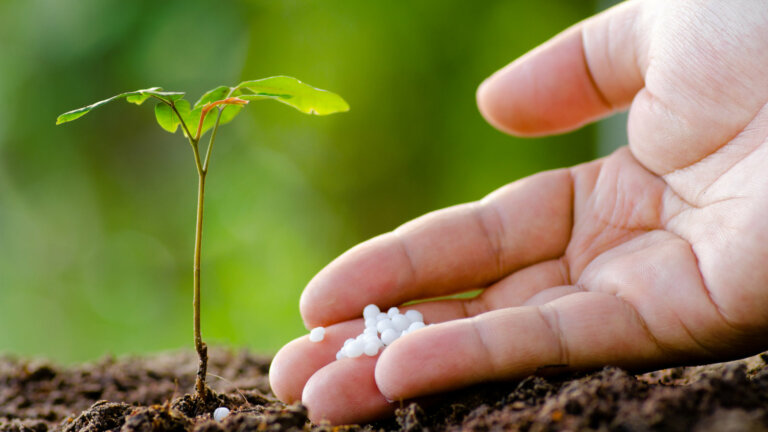 Close-up of a hand gently placing white granular fertilizer at the base of a young sapling, symbolizing proper lawn care and fertilization techniques for a robust and thriving garden.