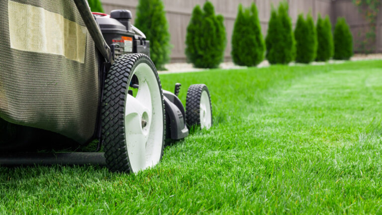 lawn mowing before fertilization - featured image