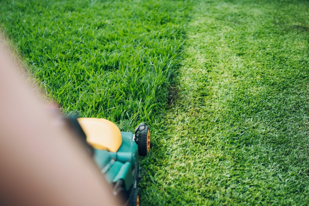 A lawnmower cutting a strip of tall green grass, creating a sharp line between mown and unmown areas, illustrating the timing dilemma: fertilize before or after mowing.