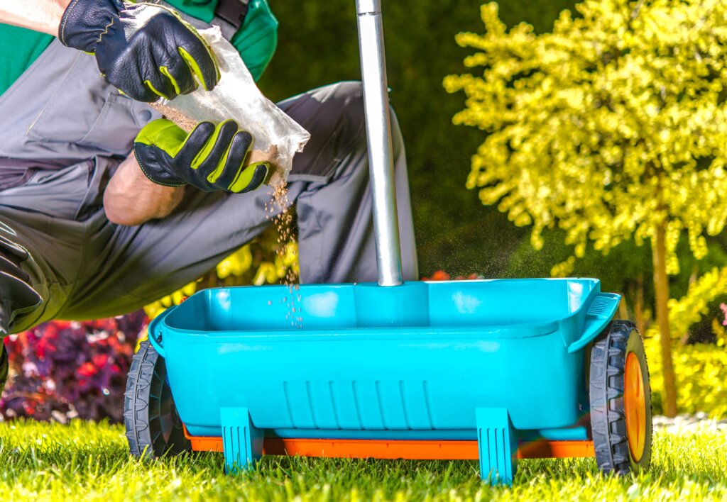 A person in gloves is pouring granular fertilizer from a bag into a blue spreader on a green lawn, a task whose timing relates to fertilize before or after mowing.