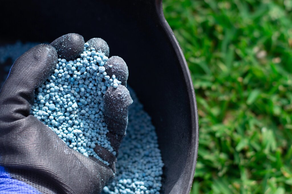 A gloved hand holds a scoop of blue granular fertilizer over a black bucket, with a green lawn blurred in the background, prompting the question: when should I fertilize my lawn in the fall?