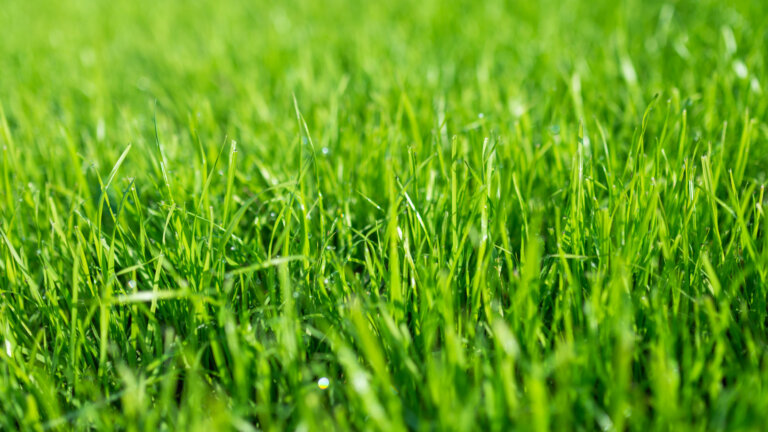 Close-up of lush tall fescue grass with morning dew, highlighting the thick and healthy blades ideal for lawns in Collegeville, PA.