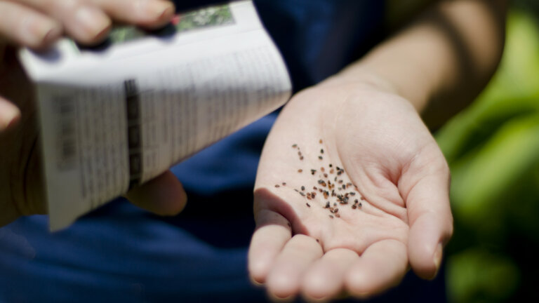 A person's hand holding a small quantity of fine grass seeds, with a blurry packet in the other hand, symbolizing the process of sowing seeds for a new lawn in Collegeville, PA.