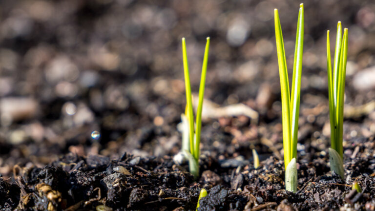 Fresh grass sprouts emerging from soil in early spring, symbolizing new growth and the beginning of the gardening season, perfect for lawn enthusiasts looking to sow grass seed in Pennsylvania.