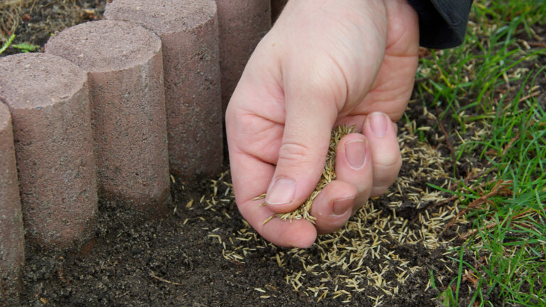 Close-up of a person's hand gently sprinkling grass seeds onto rich, dark soil, beside a row of curved edge bricks, with a section of grass visible in the background, visually representing precise seed distribution for lawn care.