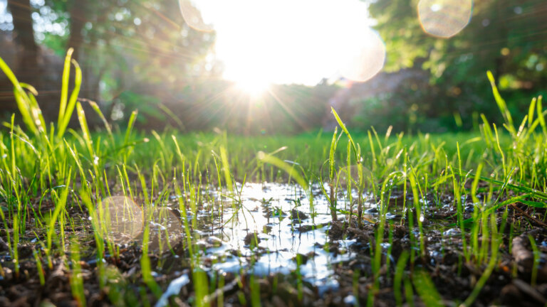 Sunrise illuminates a watered lawn with young grass blades reaching upward, interspersed with droplets on the soil, depicting the essential morning watering for effective grass seed germination.