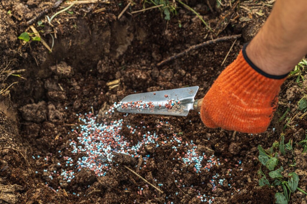 A gloved hand using a small trowel to mix colorful granular fertilizer into a dug-out hole in the dirt, demonstrating the application of lawn starter fertilizer.