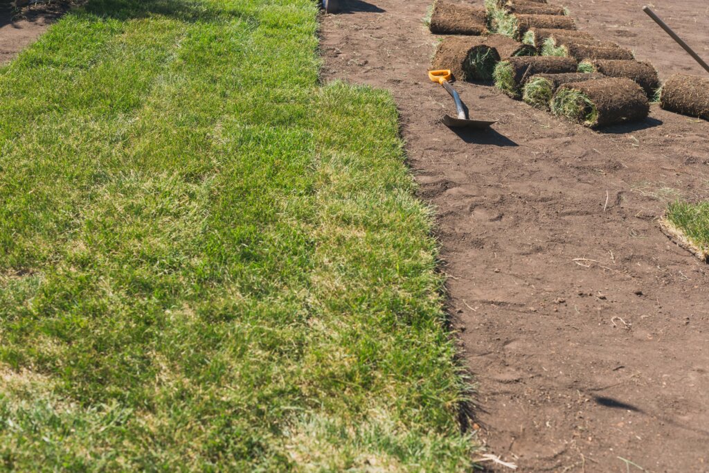 A neat division between newly installed rolled sod and bare dirt with a shovel, visually questioning the need for lawn starter fertilizer on new turf.