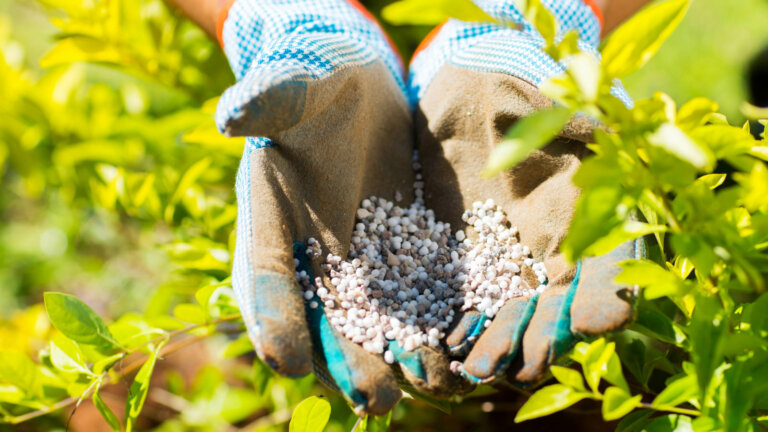 Gardener's hands wearing blue and orange gloves, holding a handful of granular lawn starter fertilizer, with vibrant green foliage in the background, representing preparation for seeding a new lawn.