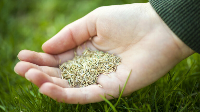 Close-up of a hand holding grass seeds with a lush green lawn in the background, illustrating the process of overseeding for a comprehensive guide on planting grass seed on an existing lawn.