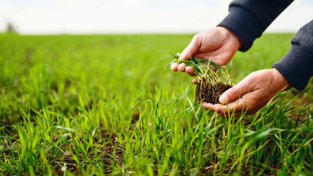 Close-up of hands holding young green grass seedlings with soil attached.