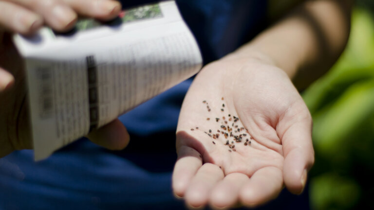 Person pouring a handful of grass seeds from a packet, focusing on seed viability for lawn care.