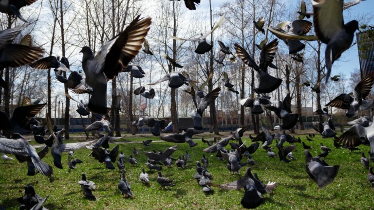 Flock of pigeons taking flight in a grassy area, exemplifying bird activity on lawns.