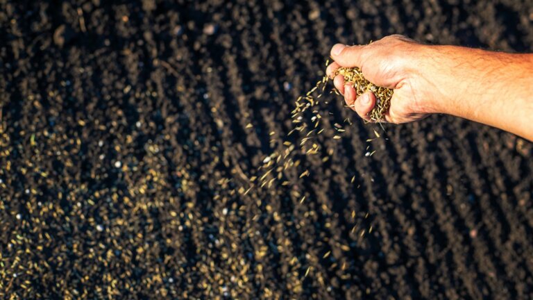 A close-up image capturing a person's hand as they scatter grass seeds over fertile soil, with the seeds in mid-air creating a dynamic sense of movement against the rich, dark earth below. The focus is sharp on the hand and seeds, highlighting the action of sowing, an essential step in the process of establishing a new lawn. The warm sunlight enhances the texture and color contrast between the seeds and the soil, emphasizing the beginning of the grass planting journey.