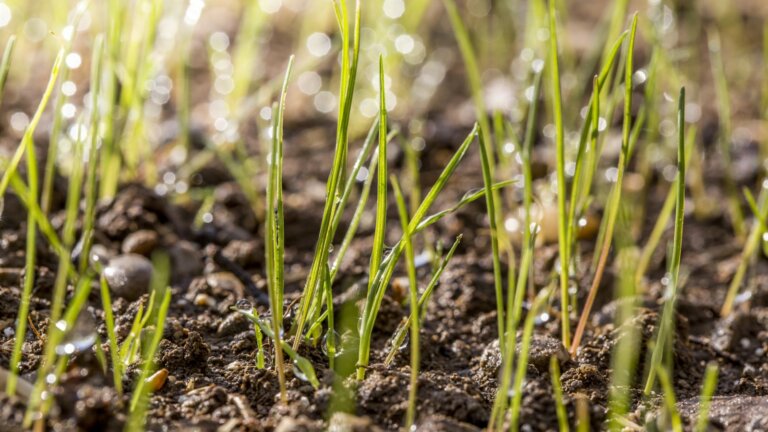 Close-up of dew-covered young grass sprouts growing from rich, moist soil with sunlight glistening through water droplets.