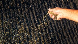 Hand scattering grass seeds onto fertile soil, illustrating the seeding process for establishing a new lawn at the optimal planting time.