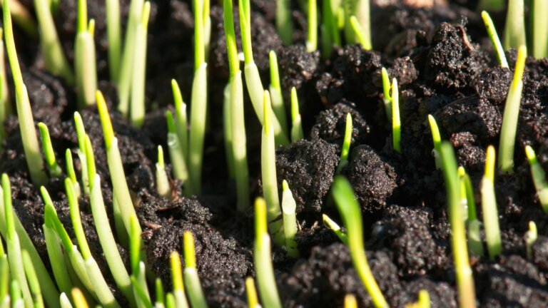 Close-up of young grass sprouts emerging from rich, dark soil, capturing the early stages of lawn growth from seeds.