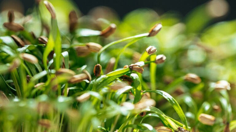 Macro shot of grass seed heads among fresh blades, with sunlight highlighting the early germination stage in a garden setting.