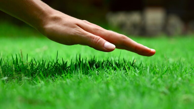 Close-up of a person's hand gently touching the tips of lush green grass blades, symbolizing growth and lawn care.