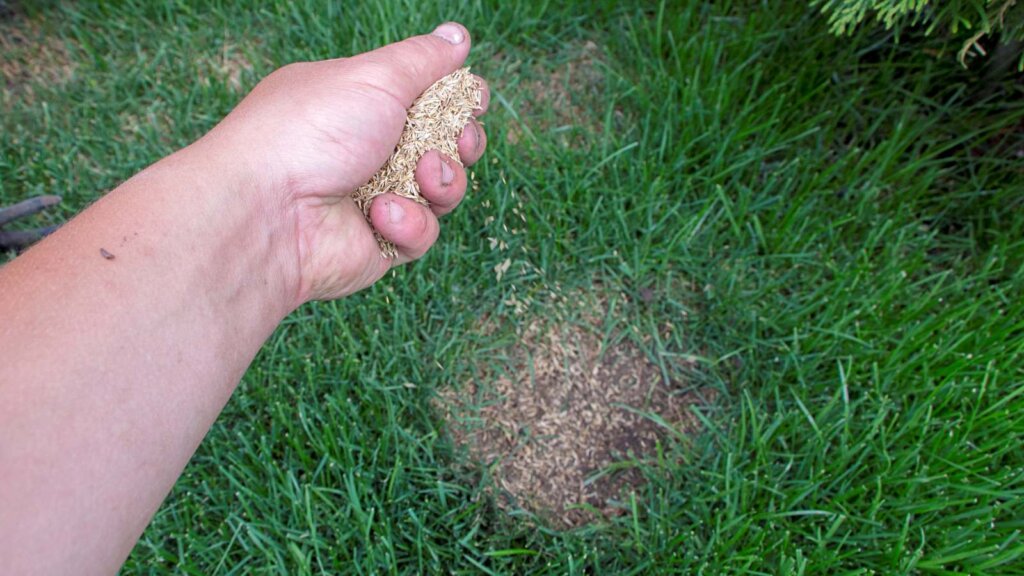 Hand scattering grass seed over a small bare patch in a green lawn.