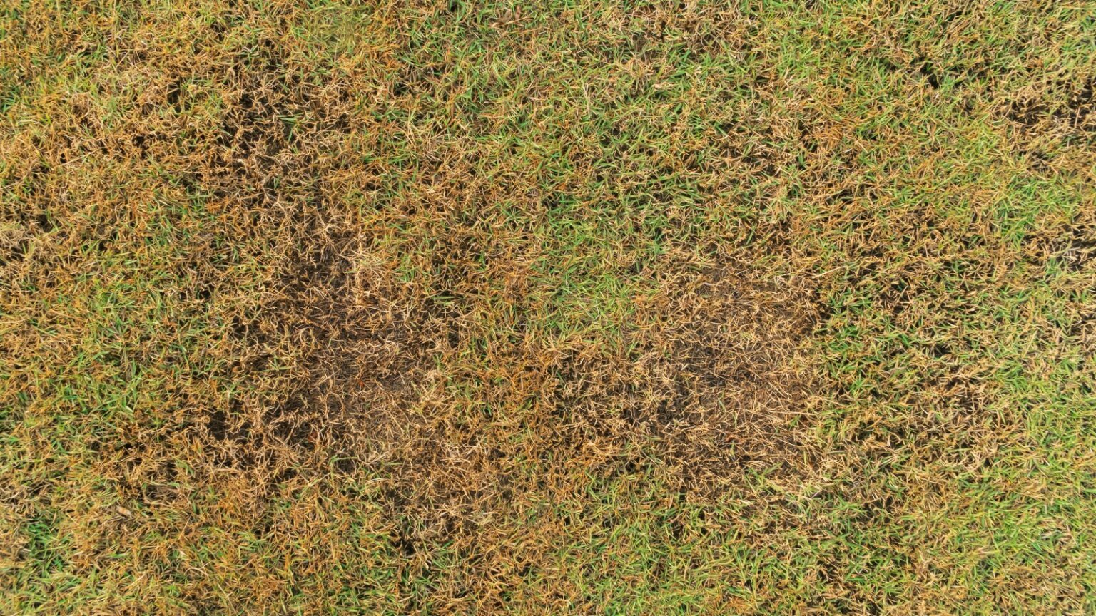 Terra Lawn Care Specialists Lawn Care, Fertilization, & Improvement