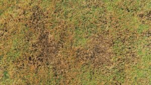 Damaged and patchy lawn showing yellow spots, illustrating the need for proper overseeding techniques to restore healthy, dense grass growth.