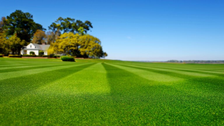 Lush green summer lawn stretching towards a cozy white house under clear blue skies