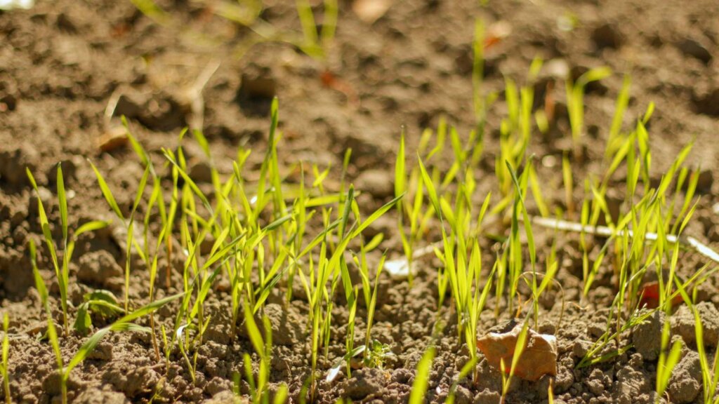 Close-up view of small, bright green grass shoots emerging from brown soil, with blurred background.

