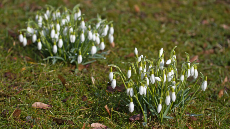 Clusters of snowdrop flowers emerging on a green lawn, signaling the start of spring and the ideal time for planting grass seed for a vibrant lawn.