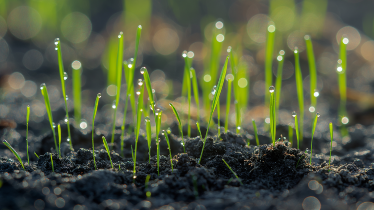 Hand scattering grass seeds onto fertile soil, illustrating the seeding process for establishing a new lawn at the optimal planting time.