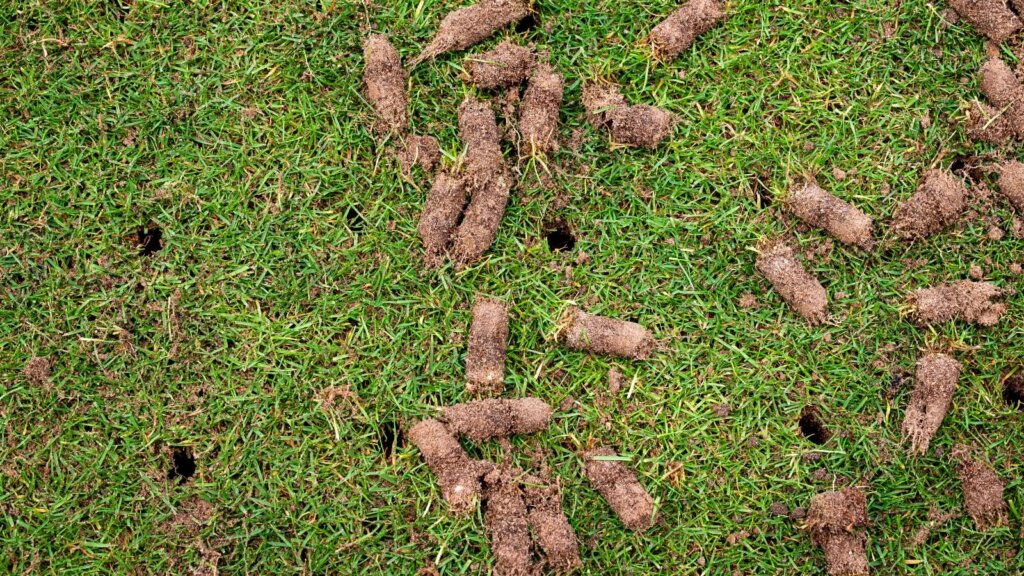 Close-up of a lawn after core aeration showing small holes and soil plugs left on the surface