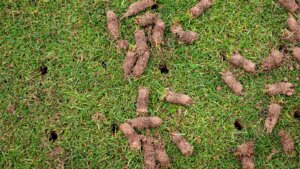 Close-up of a lawn after core aeration showing small holes and soil plugs left on the surface