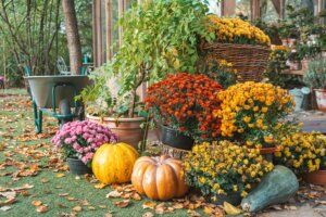 A decorative autumn display in a garden featuring colorful potted chrysanthemums (mums) in pink, orange, and yellow, arranged with pumpkins and fall leaves on the ground.