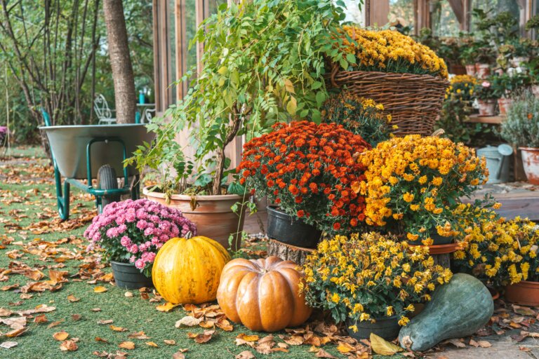 A decorative autumn display in a garden featuring colorful potted chrysanthemums (mums) in pink, orange, and yellow, arranged with pumpkins and fall leaves on the ground.