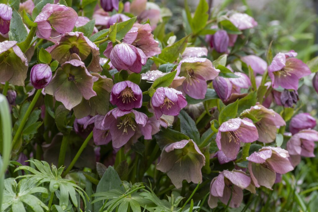  A cluster of light purple hellebore flowers with water droplets on the petals.