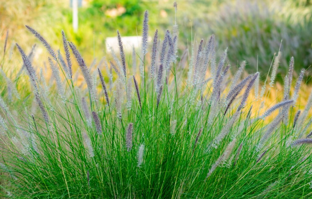 A close-up of a vibrant bush of purple fountain grass with feathery plumes.