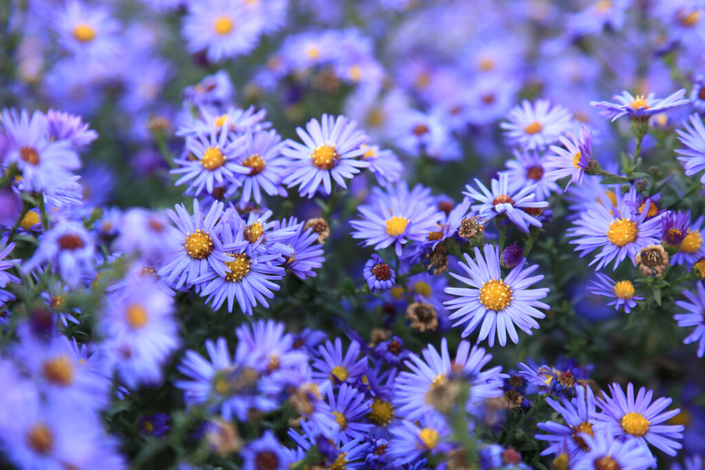 A field of purple aster flowers in bloom.