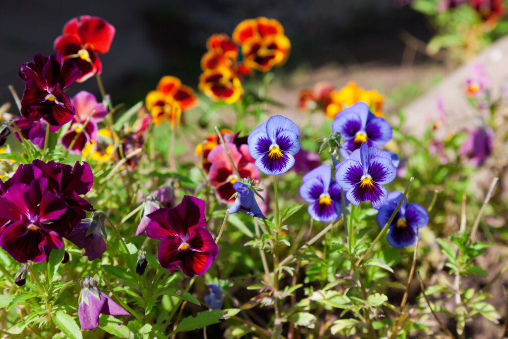 A patch of colorful pansy flowers in shades of purple, red, and yellow.