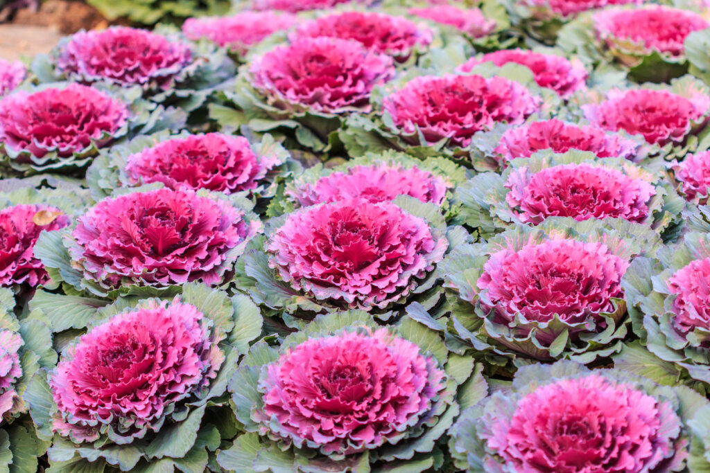 : A bed of ornamental cabbage with pink and green ruffled leaves.