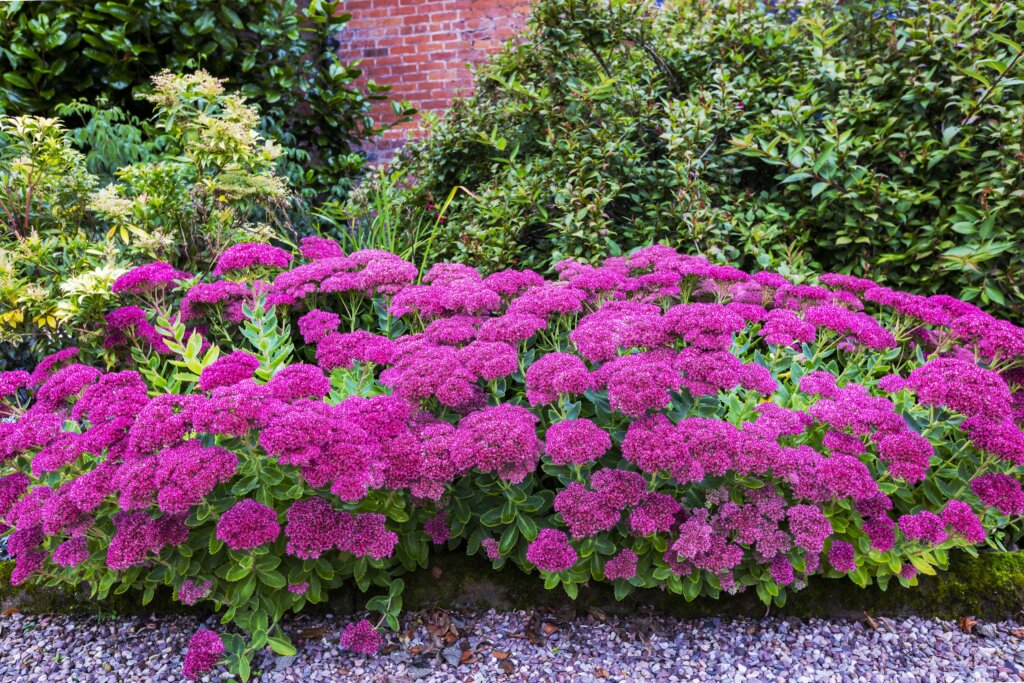 A dense patch of pinkish-purple sedum flowers in a garden bed.