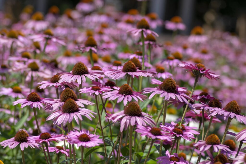 A field of purple coneflowers with bold, spiky centers.