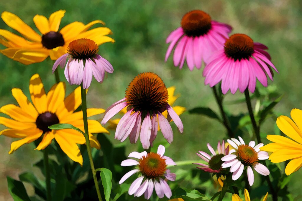 A mix of bright yellow black-eyed susans and pink coneflowers.