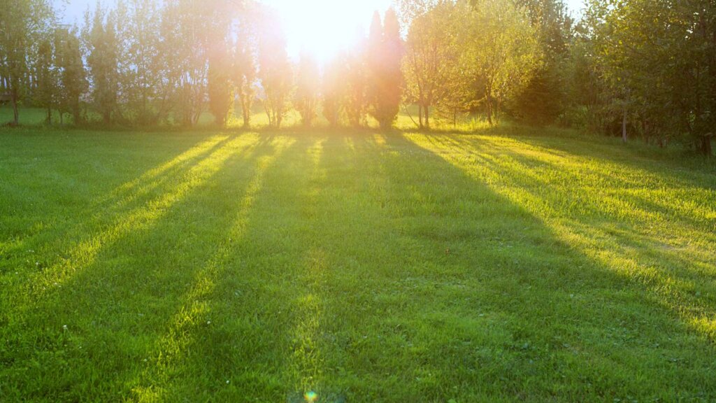 Lush green lawn in the evening sun showing healthy grass growth from proper fall fertilization.