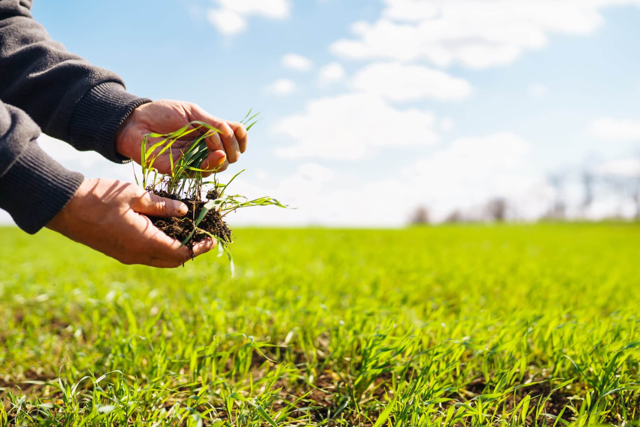A close-up shot of a person's hands holding a handful of young, healthy green grass with soil and roots, with a large green field in the background.