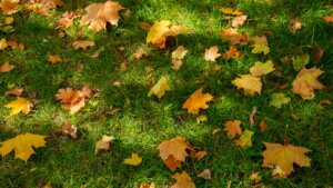 A close-up view of a green lawn covered in scattered yellow, orange, and brown autumn leaves.