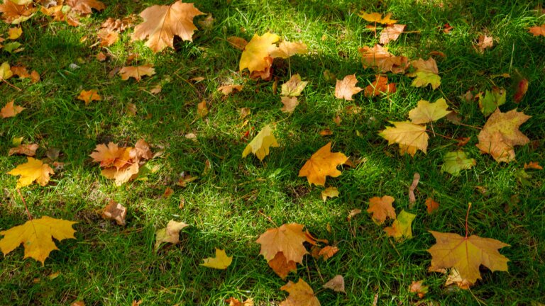 A close-up view of a green lawn covered in scattered yellow, orange, and brown autumn leaves.
