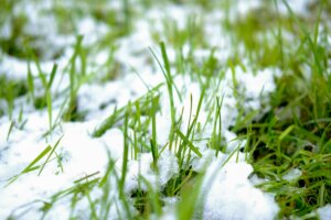 A close-up of green grass with a dusting of snow on it.