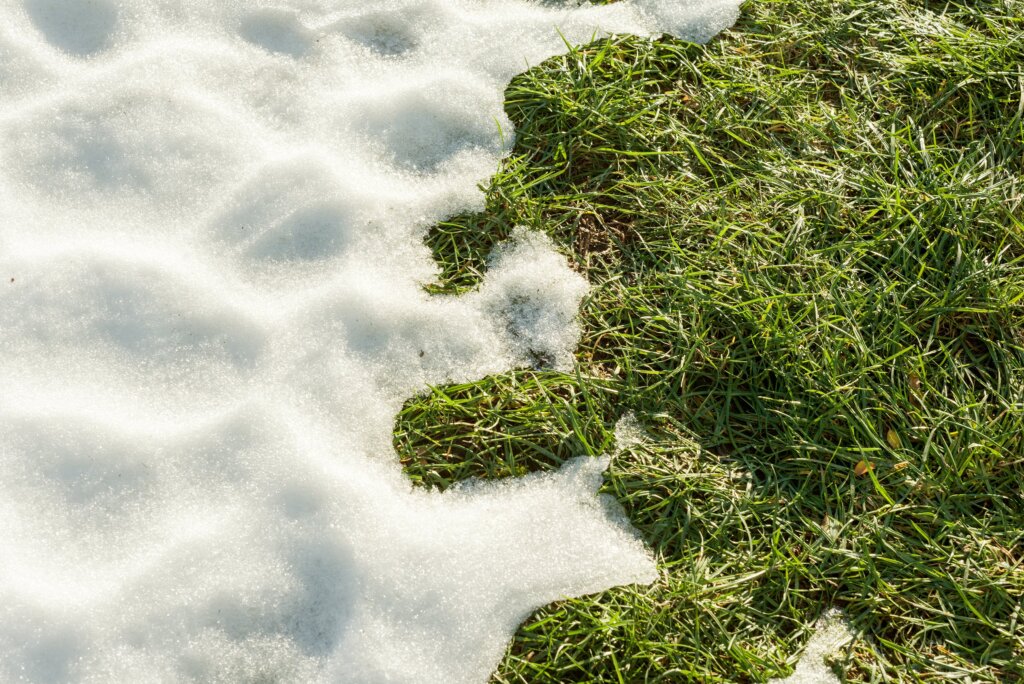 A side-by-side view of a snow-covered lawn next to green grass.