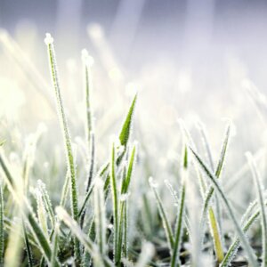 A close-up of green grass blades covered in white frost.